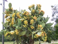 Prickly Pears